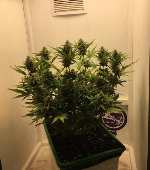 Wedding Cake Auto. Week 9