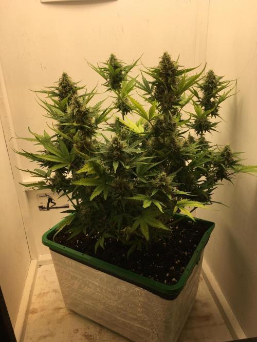 Wedding Cake Auto. Week 9