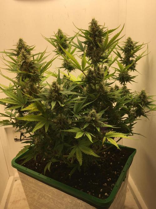 Wedding Cake Auto. Week 9