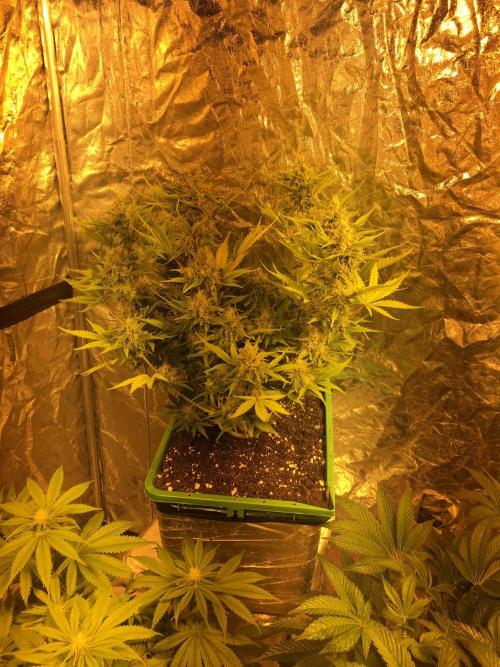 Wedding Cake Auto. Week 9