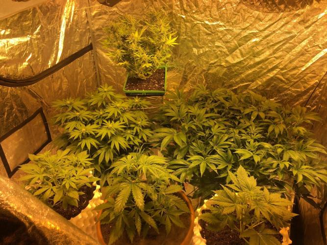 Wedding Cake Auto. Week 9