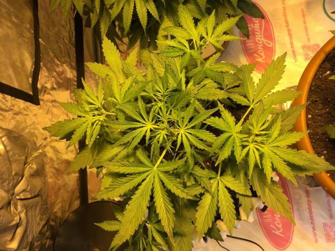 StrawberryBanana GorillaCookies AUTO. Week 4