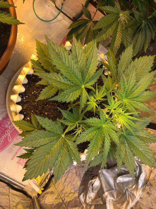 StrawberryBanana GorillaCookies AUTO. Week 4