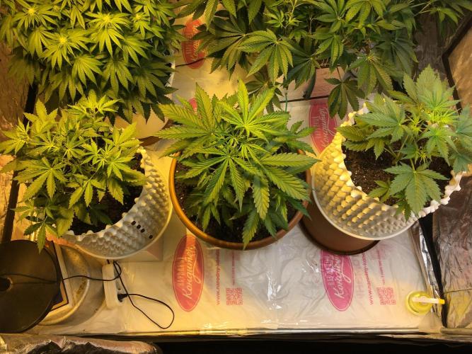 StrawberryBanana GorillaCookies AUTO. Week 4