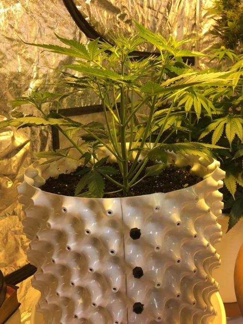 StrawberryBanana GorillaCookies AUTO. Week 4