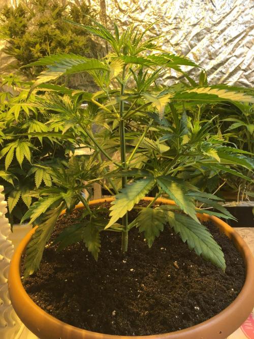 StrawberryBanana GorillaCookies AUTO. Week 4