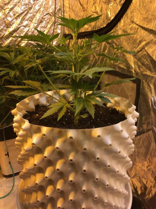 StrawberryBanana GorillaCookies AUTO. Week 4