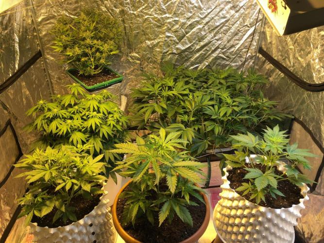 DWC Strawberry Chemdawg OG. Week 9