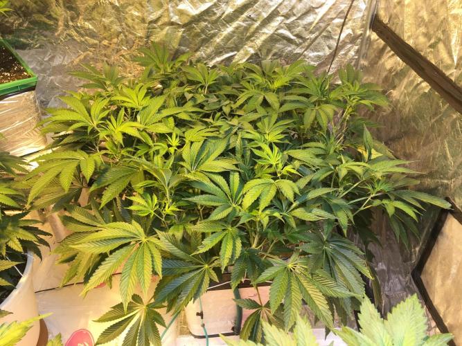 DWC Strawberry Chemdawg OG. Week 9