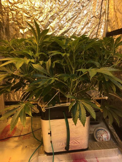 DWC Strawberry Chemdawg OG. Week 9