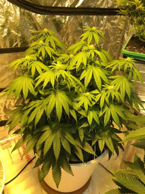 DWC Strawberry Chemdawg OG. Week 9