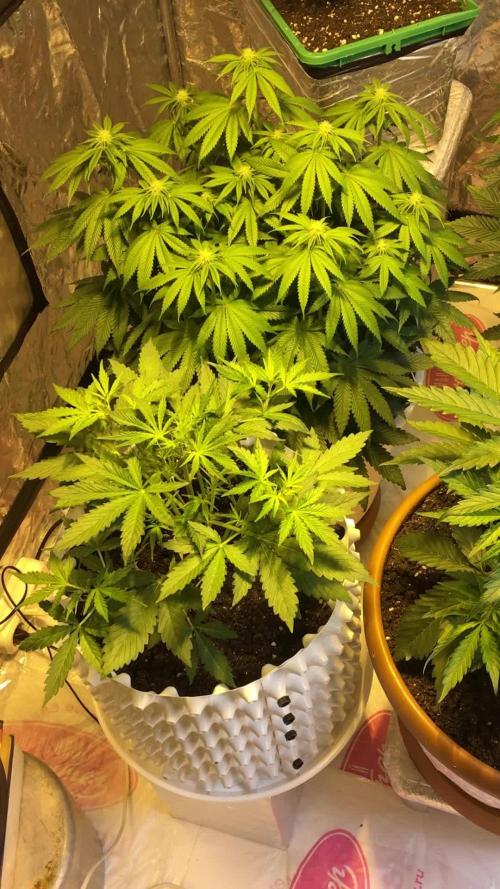 DWC Strawberry Chemdawg OG