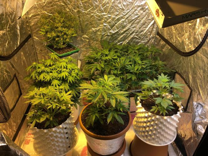 DWC Strawberry Chemdawg OG. Week 9