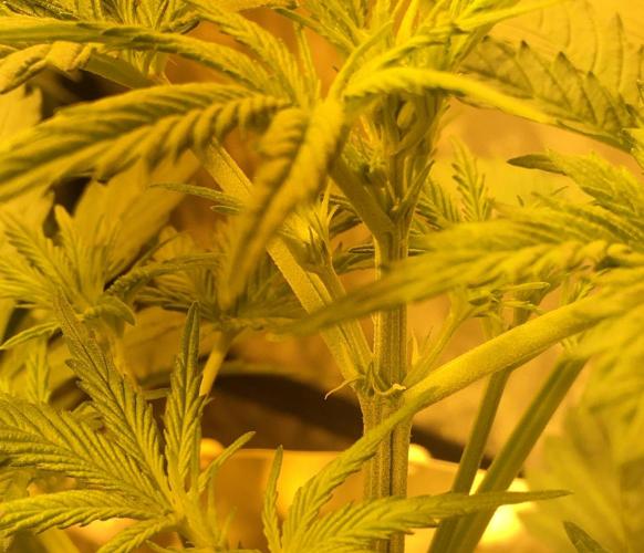 StrawberryBanana GorillaCookies AUTO. Week 4