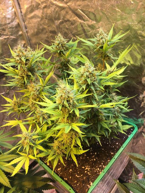 Wedding Cake Auto. Week 9