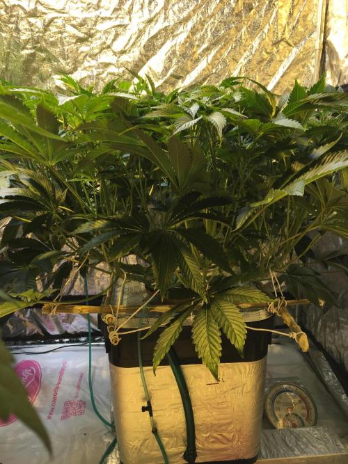 DWC Strawberry Chemdawg OG. Week 9