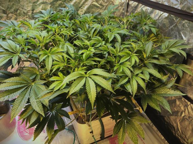 DWC Strawberry Chemdawg OG. Week 9