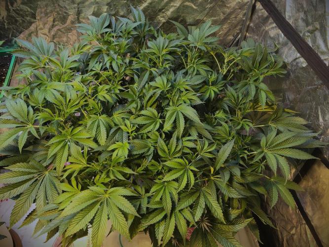 DWC Strawberry Chemdawg OG. Week 9