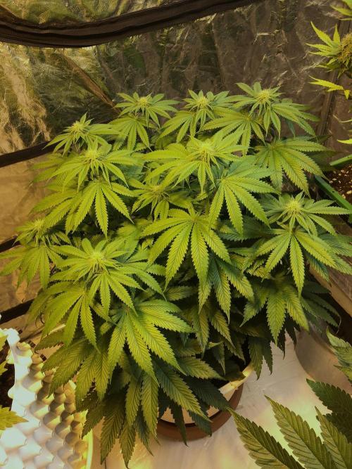 DWC Strawberry Chemdawg OG. Week 9