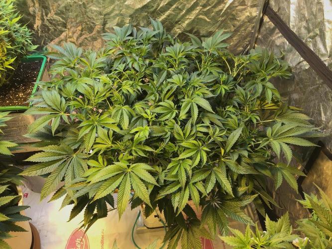 DWC Strawberry Chemdawg OG. Week 9