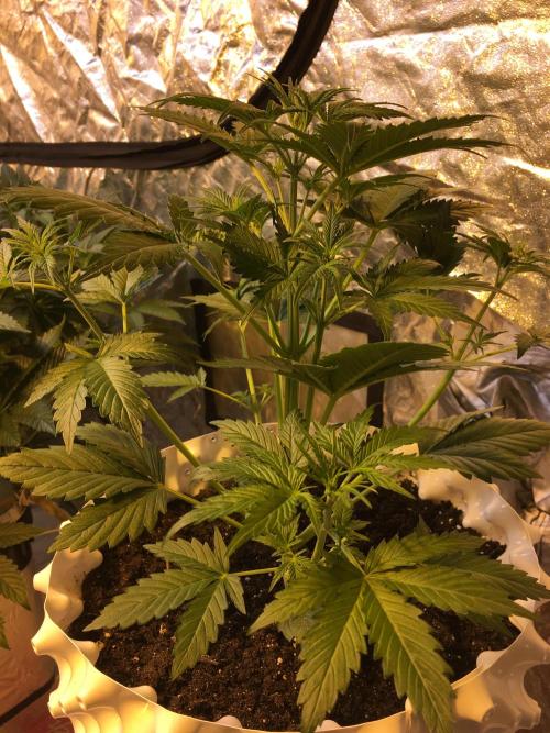 StrawberryBanana GorillaCookies AUTO. Week 4