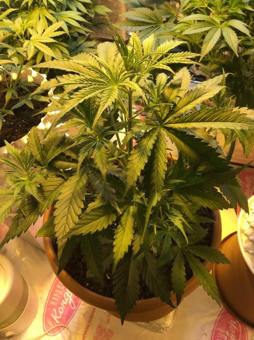 StrawberryBanana GorillaCookies AUTO. Week 4