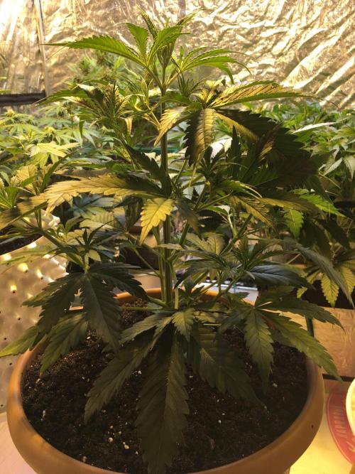 StrawberryBanana GorillaCookies AUTO. Week 4