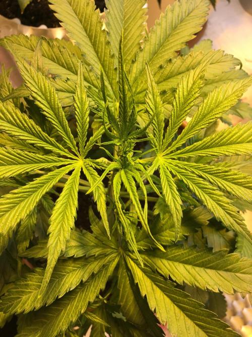 StrawberryBanana GorillaCookies AUTO. Week 4