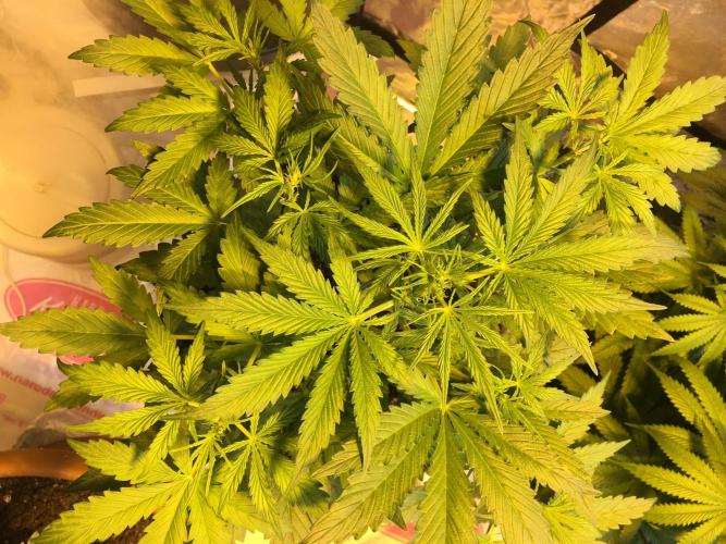 StrawberryBanana GorillaCookies AUTO. Week 4