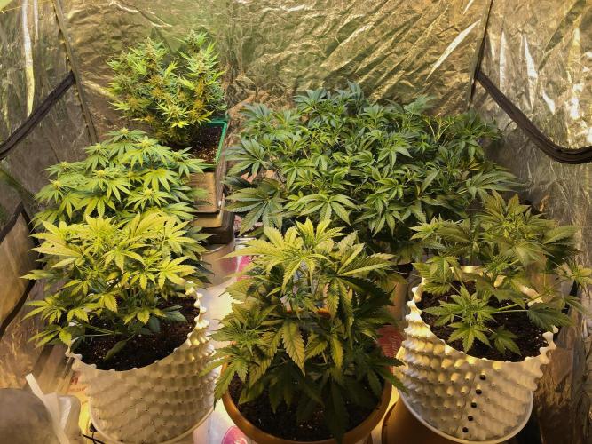 StrawberryBanana GorillaCookies AUTO. Week 4