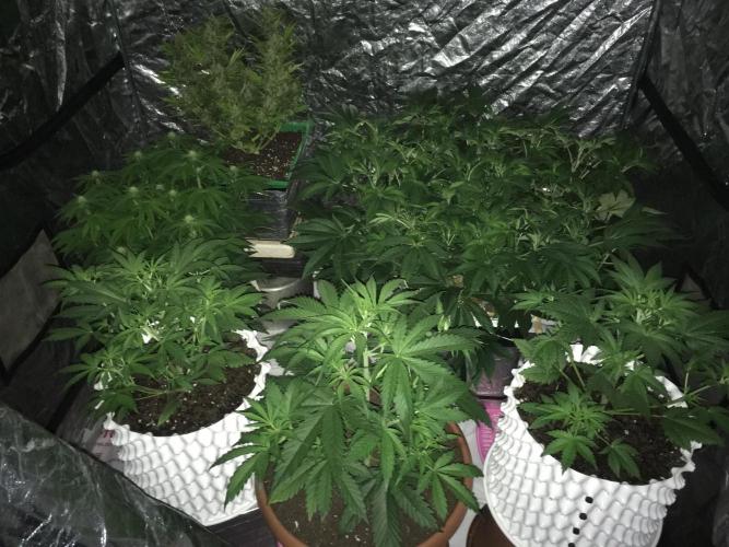 StrawberryBanana GorillaCookies AUTO. Week 4