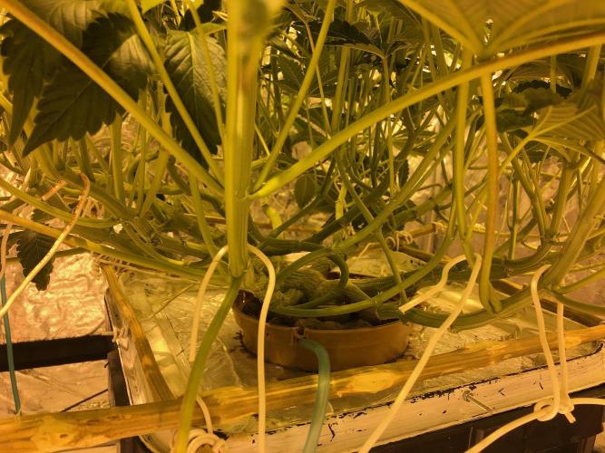 DWC Strawberry Chemdawg OG. Week 9