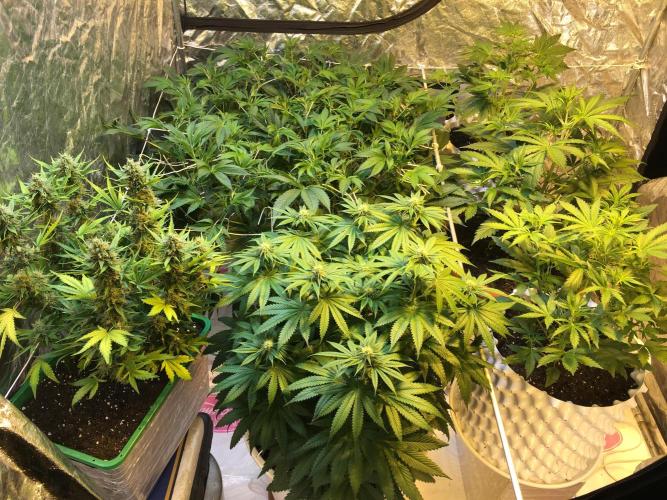 DWC Strawberry Chemdawg OG. Week 9