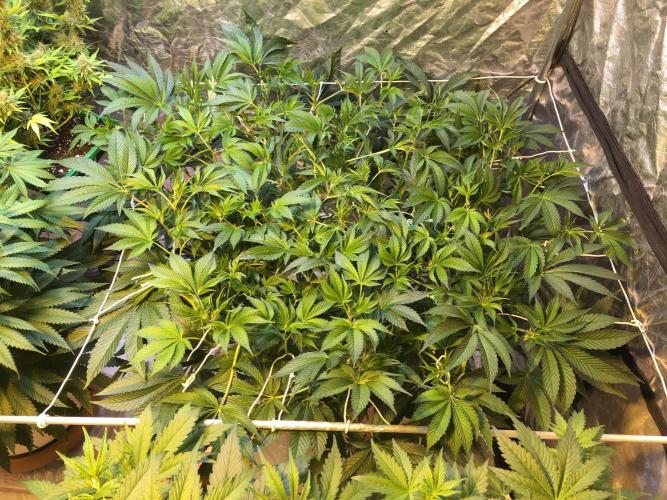 DWC Strawberry Chemdawg OG. Week 9