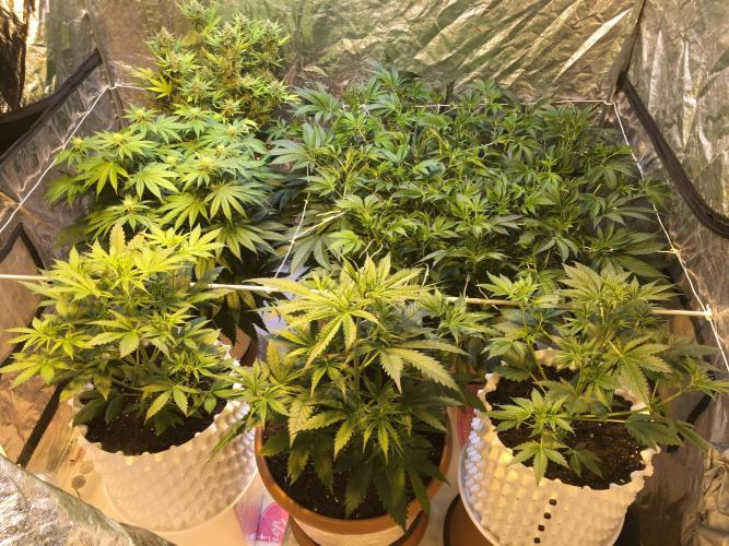 DWC Strawberry Chemdawg OG. Week 9