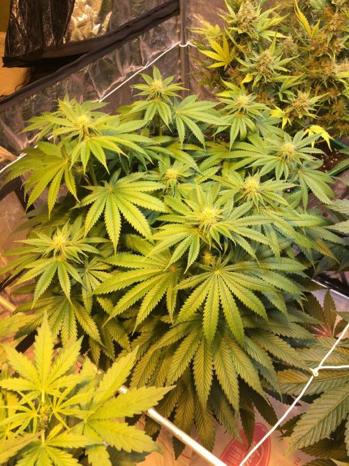 DWC Strawberry Chemdawg OG. Week 9