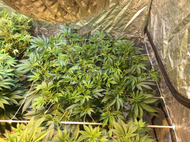 DWC Strawberry Chemdawg OG. Week 9