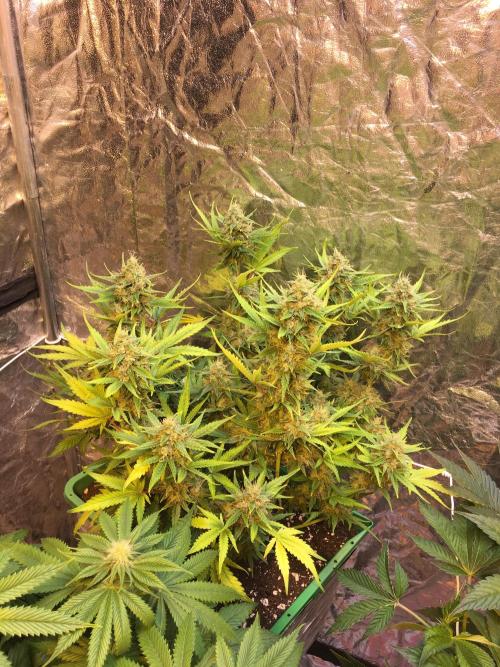 DWC Strawberry Chemdawg OG. Week 9
