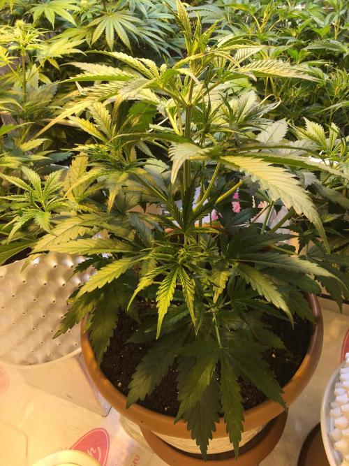 StrawberryBanana GorillaCookies AUTO. Week 4