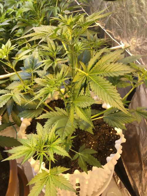 StrawberryBanana GorillaCookies AUTO. Week 4