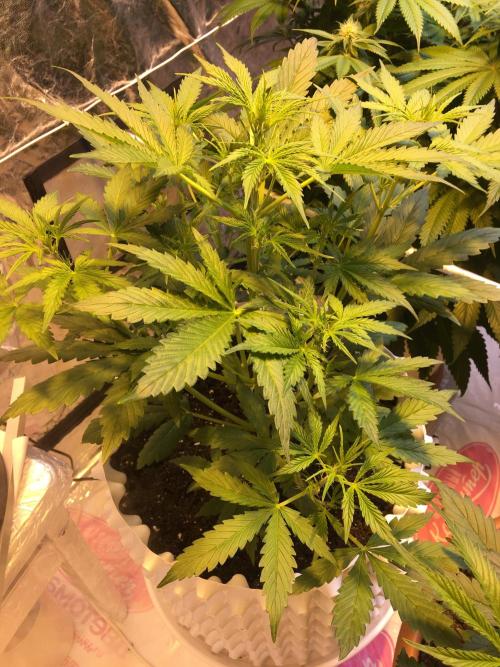 StrawberryBanana GorillaCookies AUTO. Week 4