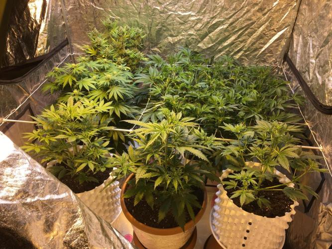 StrawberryBanana GorillaCookies AUTO. Week 4