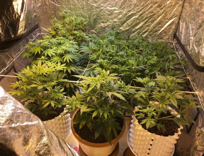 DWC Strawberry Chemdawg OG. Week 9