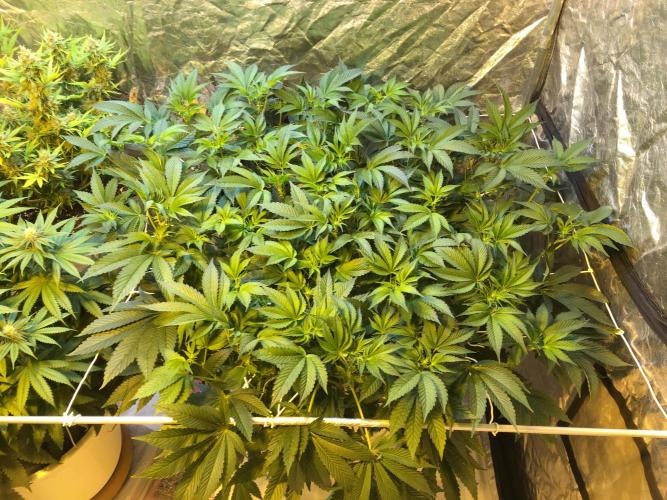 DWC Strawberry Chemdawg OG. Week 10