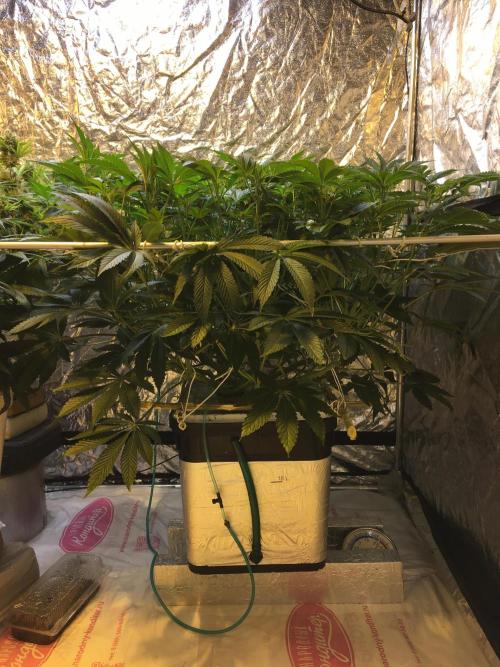 DWC Strawberry Chemdawg OG. Week 10