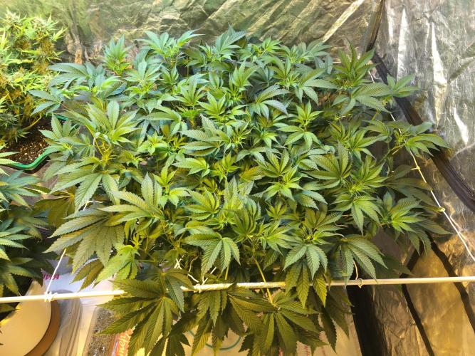 DWC Strawberry Chemdawg OG. Week 10