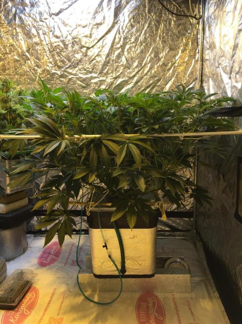 DWC Strawberry Chemdawg OG. Week 10