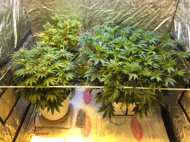 DWC Strawberry Chemdawg OG. Week 10