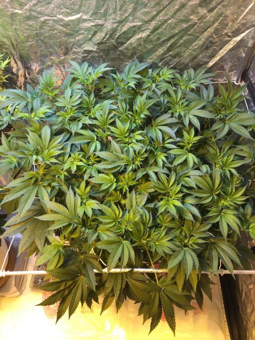 DWC Strawberry Chemdawg OG. Week 10