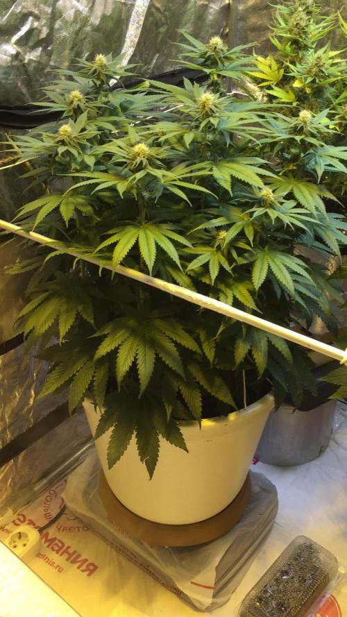 DWC Strawberry Chemdawg OG